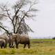 Manada de elefantes será enviada por avión desde Inglaterra a Kenia 