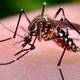 ¿Qué hace que una persona sea ‘dulce’ para los mosquitos?