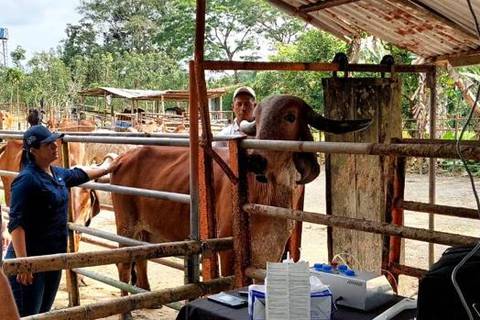 Con genética mejorada se busca aumentar producción de leche
