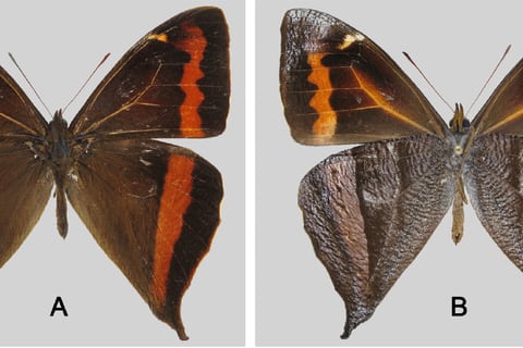 ‘Grande, colorida y con bandas de una tonalidad brillante’: así es la nueva especie de mariposa que habita en Quito