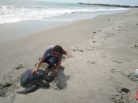 Más tortugas muertas son halladas en Olón y Playas  