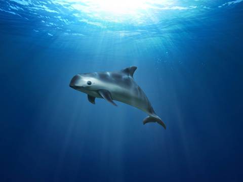 Unesco declara Patrimonio Mundial en peligro el hábitat de la vaquita marina, en México 