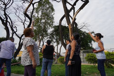 ‘Hay miedo de que un pedazo de árbol nos caiga encima’: moradores de La Garzota solicitan poda urgente de especies en parque