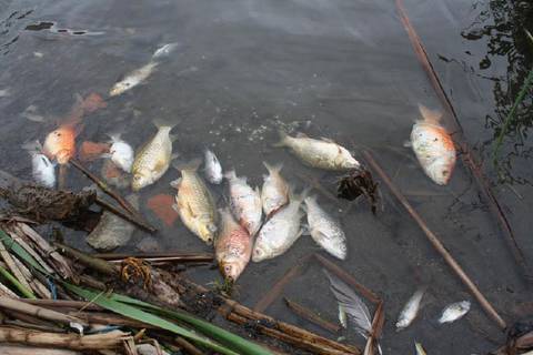 Cientos de peces aparecieron muertos en la laguna de Yahuarcocha