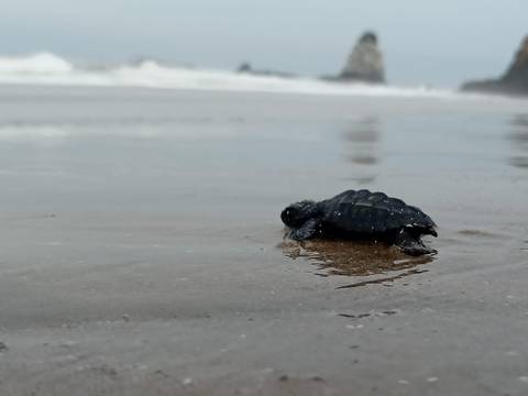 En Manabí nacen 4.900 neonatos de tortugas marinas de la especie ‘golfina’