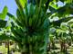 Este es el Formosana 218, el banano tolerante al Fusarium raza 4 que se prueba en dos provincias de Ecuador  
