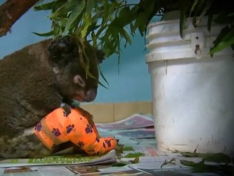 El koala "Lewis" falleció por las quemaduras
