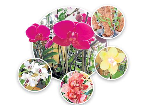 El cuidado de la orquídea depende de cada especie