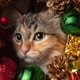 ¿Por que los gatos “atacan” los adornos navideños? Cómo evitar que tu mascota destroce el árbol de Navidad y el nacimiento