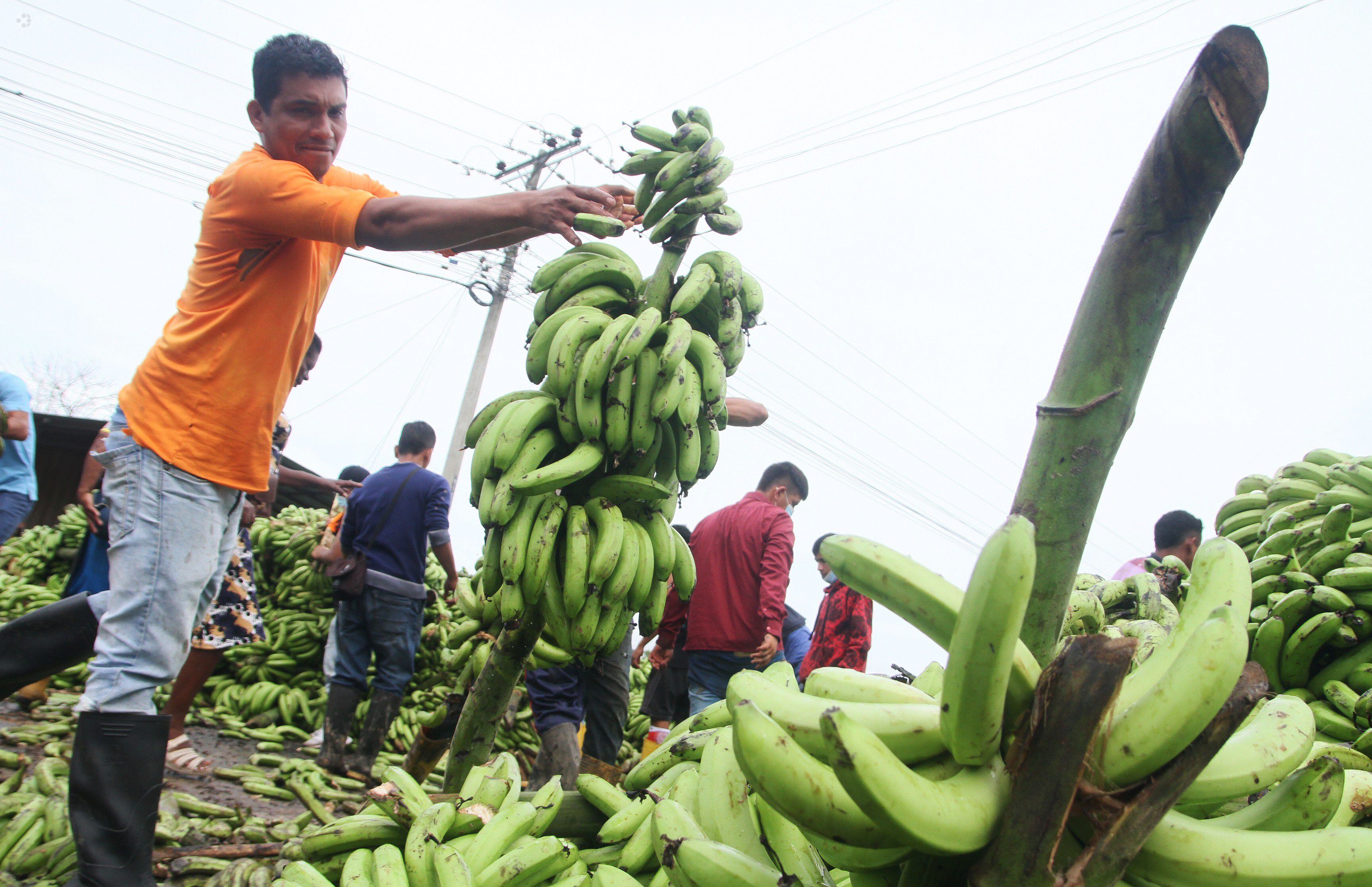 Ministerio reporta que más de 276 productores de banano han recibido ayuda económica, la mitad son de El Oro