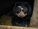 Tupak, oso de anteojos que está en el zoológico de Guayllabamba, será devuelto a su hábitat en Imbabura