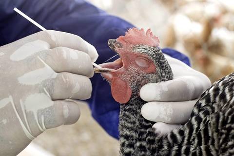 OMS se preocupa por propagación de virus de gripe aviar