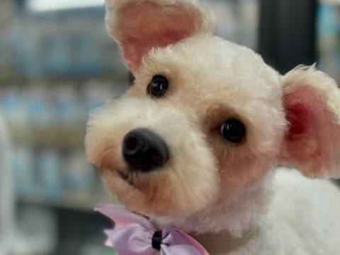 Bianca Salame promueve la búsqueda de un hogar para una perrita salvada de la calle: ¿Quieres una Alegría en la casa?