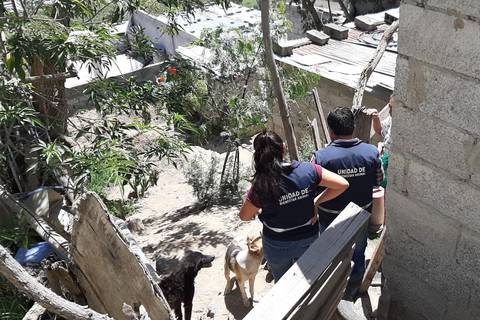 Perro agredido por una mujer con un cable luz fue rescatado en el norte de Quito