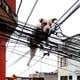 Perro atrapado en cables fue rescatado por bomberos en Quito