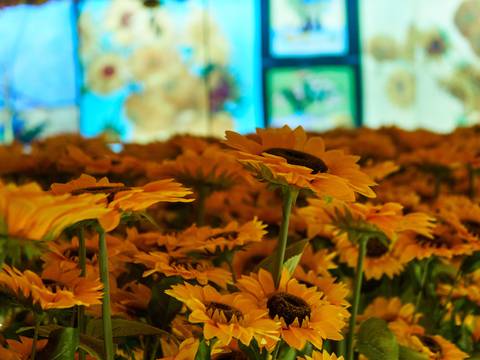 Por menos de $ 10 podrá sumergirse en la exposición ‘Van Gogh Vivo’: abre desde este jueves 8 de junio en el parqueadero del Policentro