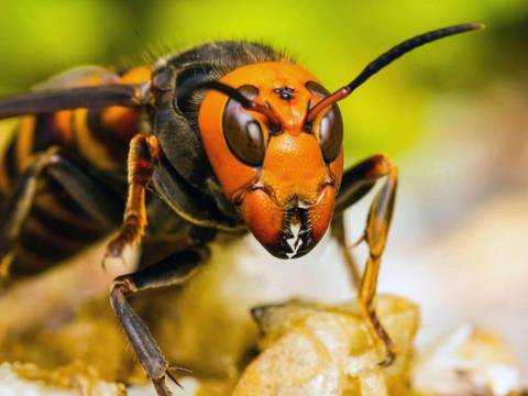 El avispón asiático gigante sigue causando problemas; en Estados Unidos luchan para detenerlo