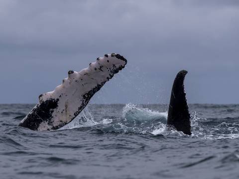 Las ballenas jorobadas sí llegan a las costas del país con condiciones del fenómeno de El Niño, pero pasan menos tiempo en la superficie del mar