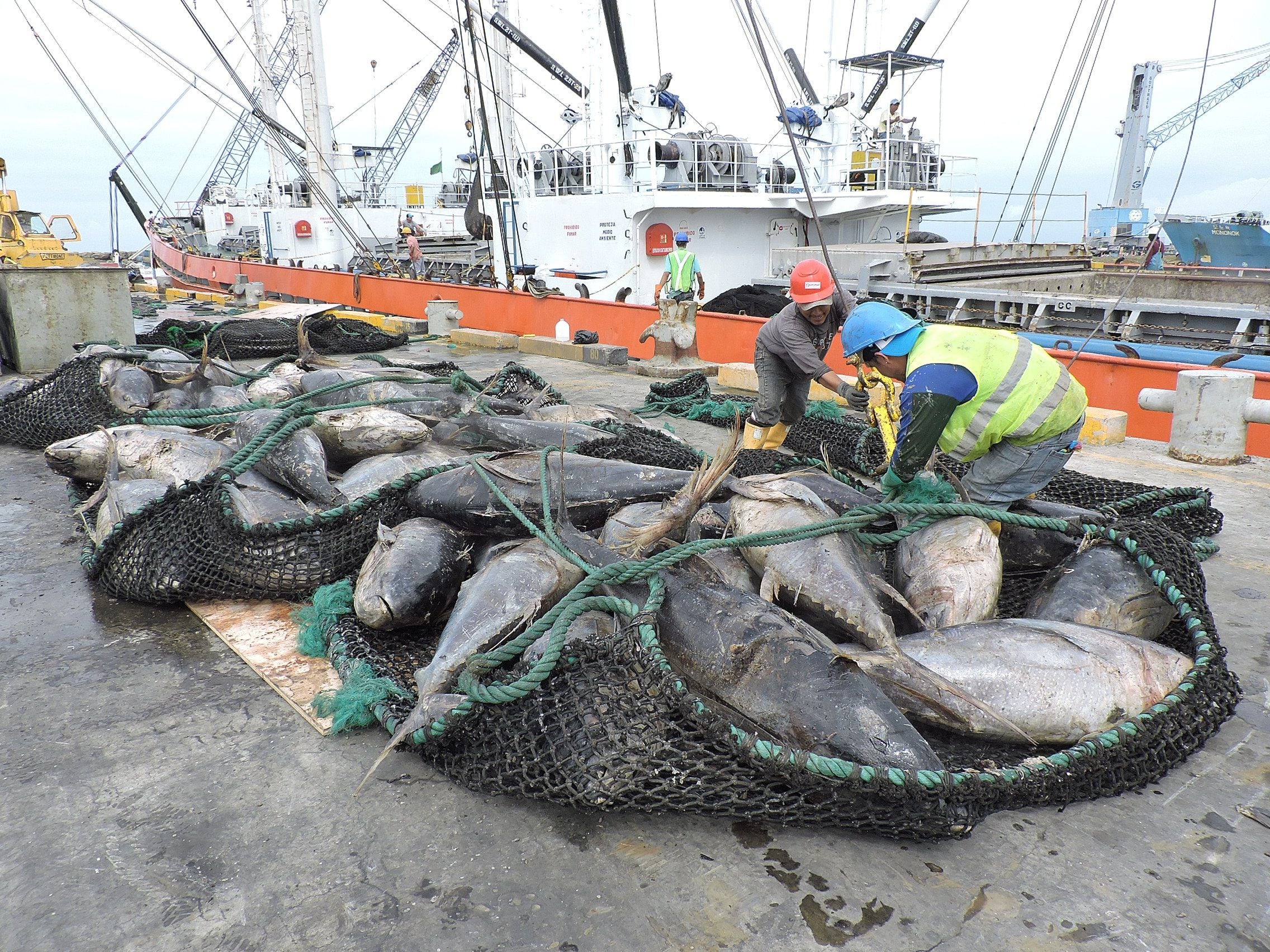Cinco empresas a punto de lograr la certificación MSC para la pesca de cerco del atún de aleta amarilla | Economía | Noticias | El Universo