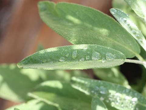 Esta es la hora ideal de regar las plantas del exterior e interior de una vivienda