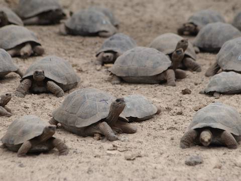 Cien tortugas bebés de Galápagos desaparecen del centro de crianza en Isabela 
