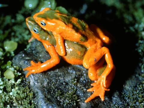 Una pequeña rana endémica de Ecuador no ha sido vista en los últimos 50 años, pero no es la única que los científicos buscan