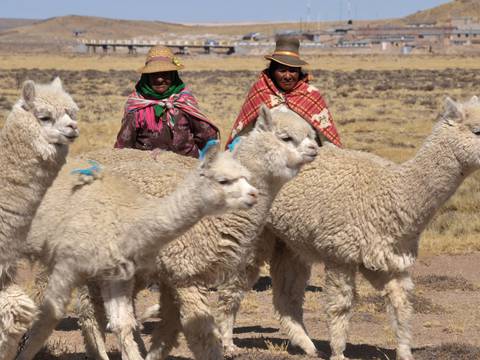  Perú: Científicos trabajan en la clonación de la alpaca de los Andes