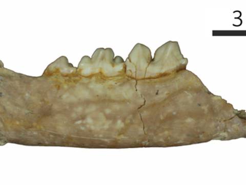 Paleontólogos hallan nuevo tipo de ejemplar de tigre dientes de sable 
