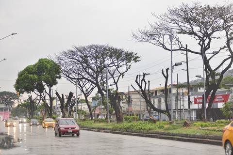 Cochinilla en Guayaquil: el 80 % de árboles sometidos a tratamiento muestra  rebrotes