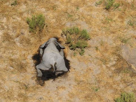 Cientos de elefantes mueren por causas desconocidas en norte de Botswana