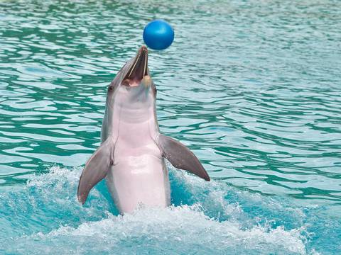 Acabar con espectáculos de delfines en SeaWorld, piden animalistas