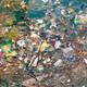 Islas de basura marina afectan a todo el continente americano