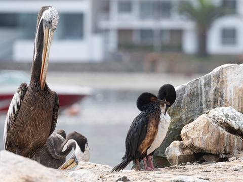 Derrame de petróleo en Perú deja aves muertas o sin poder volar y a pescadores sin trabajo