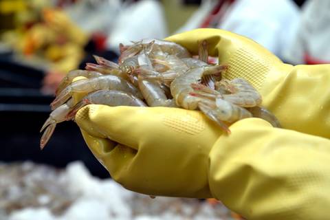 Con una contracción del 6 % en exportaciones en 2024, el camarón ecuatoriano estará bajo la lupa de su segundo mejor mercado en la Seafood Expo North America, en EE. UU. 
