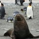 Excremento de focas y pingüinos, clave para mantener la biodiversidad en la Antártida