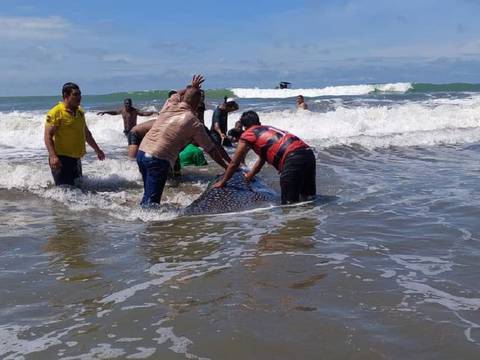 Tiburón ballena se varó en balneario Las Palmas, en Esmeraldas, y causó susto a turistas 