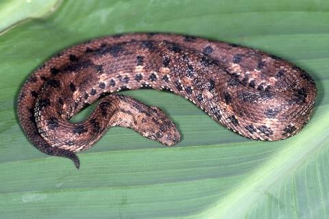 Científicos buscan a la boa de pestañas endémica de Ecuador, una de las especies ‘más enigmáticas’ del país