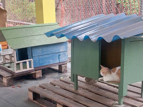 ¿Qué sucede con los gatos y sus casitas en el parque lineal de la Kennedy?: vecinos piden ayuda para comunidad felina 