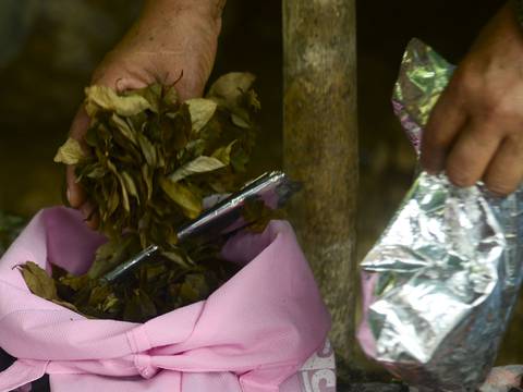 Gobierno de Colombia y las FARC empiezan sustitución de cultivos de coca