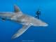 Tiburón sedoso: Investigadores de Galápagos documentan su viaje en más de 27.000 kilómetros