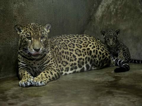 Se presenta un plan para proteger al jaguar amazónico y al tropical del Ecuador