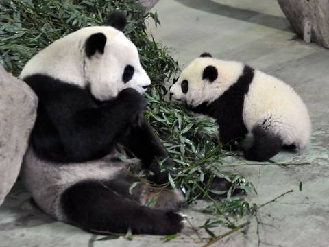 Bebés panda causan sensación en zoológicos de Taipei y Washington