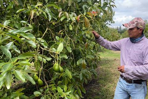 Acordarse del agro es vital para el Ecuador