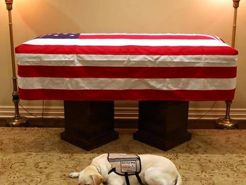 Sully, el perro que acompañó a George H.W.Bush, permanece en vela junto a su ataúd