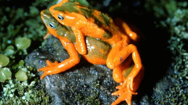 Una pequeña rana endémica de Ecuador no ha sido vista en los últimos 50 años, pero no es la única que los científicos buscan