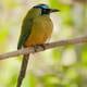 Conservar la fauna de Guayaquil es una tarea imperiosa. Las aves originales están amenazadas