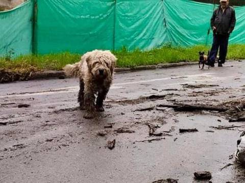 Varios animales heridos, dos extraviados y un perro fallecido deja el aluvión en el sector de La Gasca
