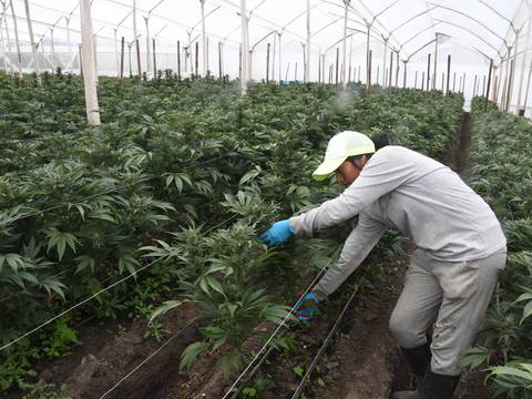Cultivos legales de cannabis medicinal crecen y se abren mercado bajo la luz ecuatorial, un plus competitivo