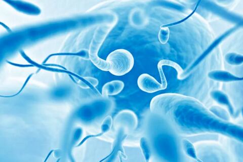 Científicos usan inteligencia artificial que escanea los espermatozoides para determinar cuáles son los más saludables
