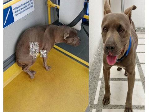 “Casi pidiéndonos ayuda, perrita se subió a un bus y detrás venía su presunto agresor”: la milagrosa escapatoria de una mascota al ingresar a unidad del Transmilenio de Bogotá